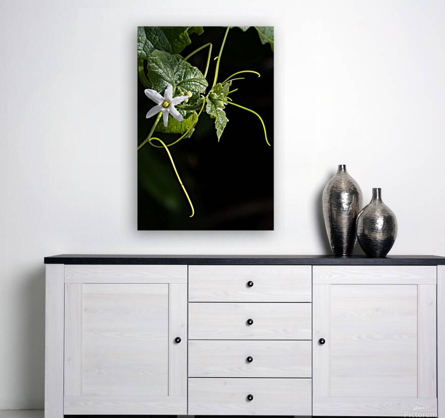 Wild cucumber Blossom close up Reproduction