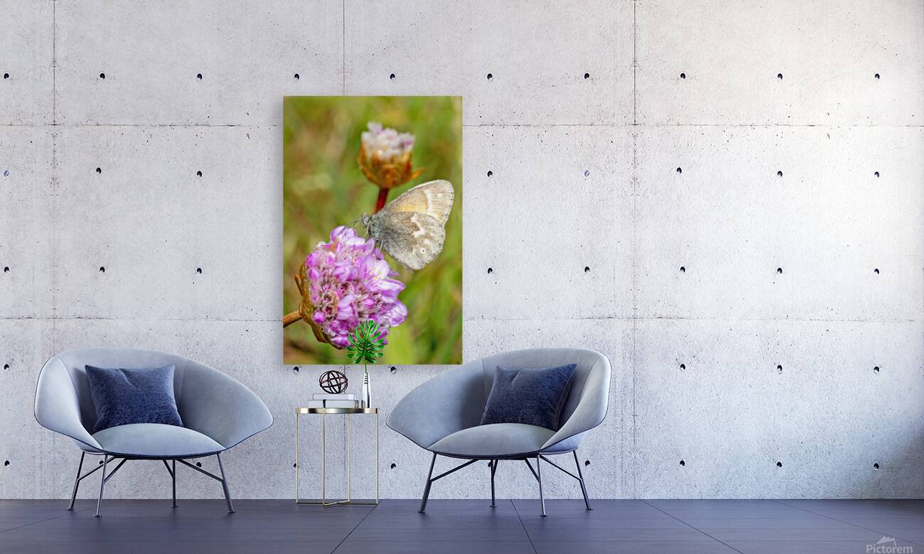 California Ringlet Butterfly Reproduction