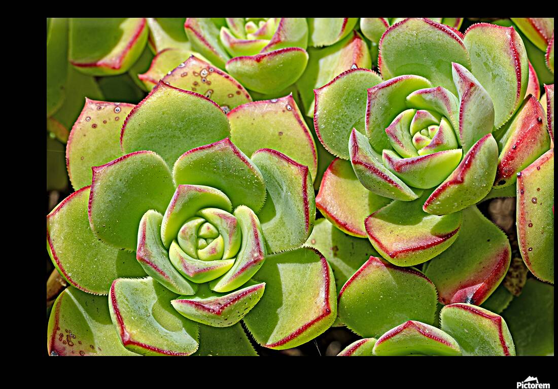 Echevaria macro Reproduction