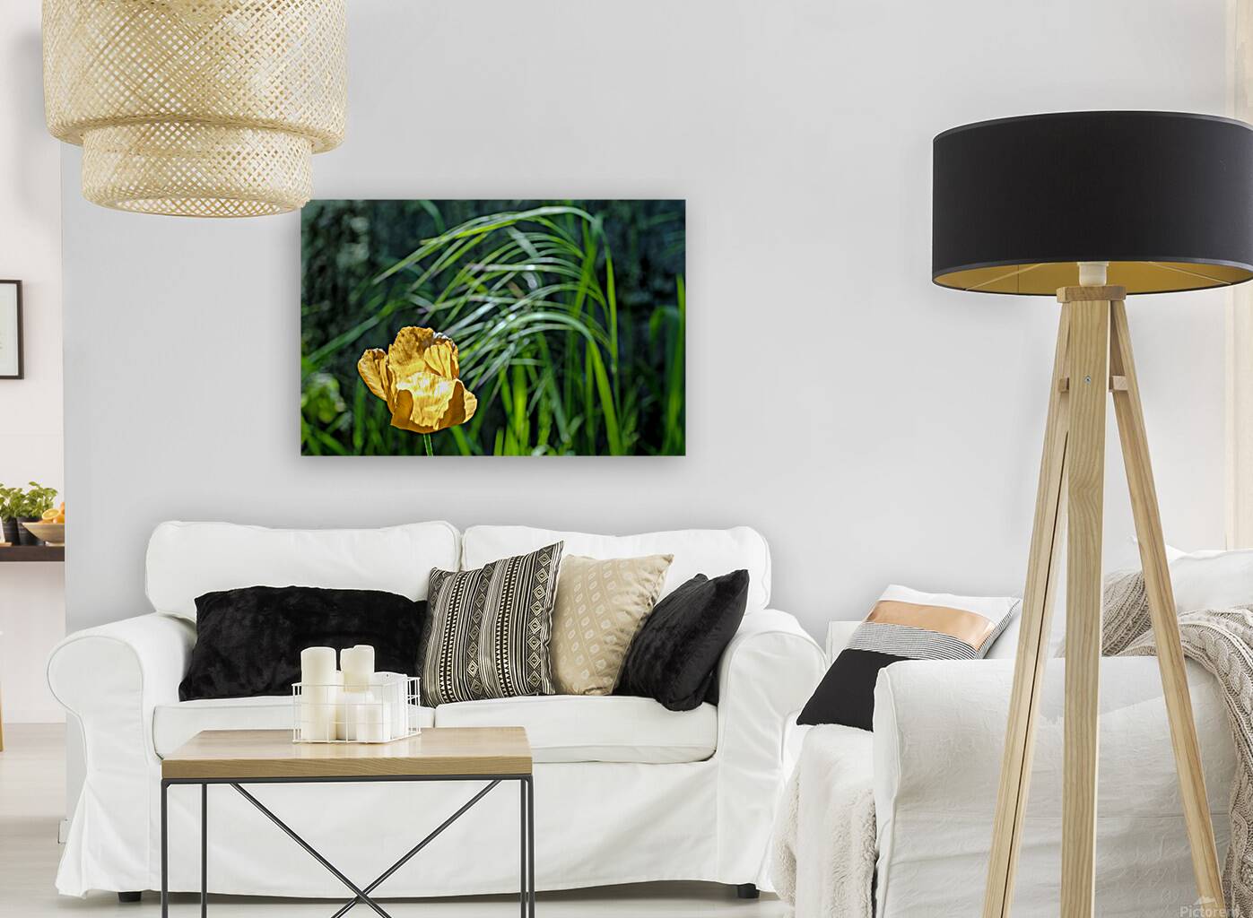 Backlit orange tulip Reproduction
