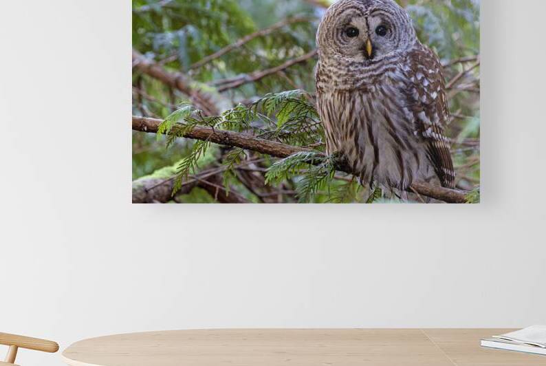 Barred Owl face forward perched in tree by Lisa von Biela