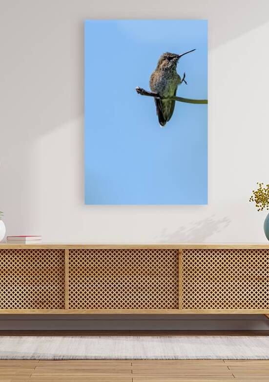 Perched hummingbird waving foot by Lisa von Biela