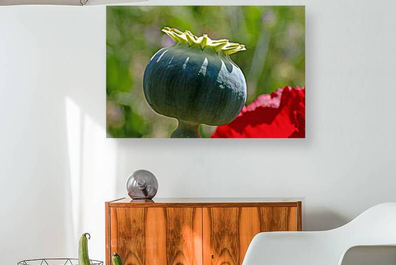 Close up of poppy seed capsule by Lisa von Biela