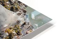 Seal pup and mom on rocks HD Metal print