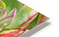 Echevaria macro HD Metal print