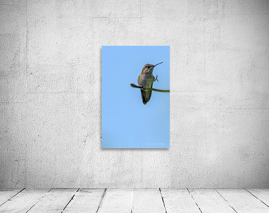 Perched hummingbird waving foot Wall Preview