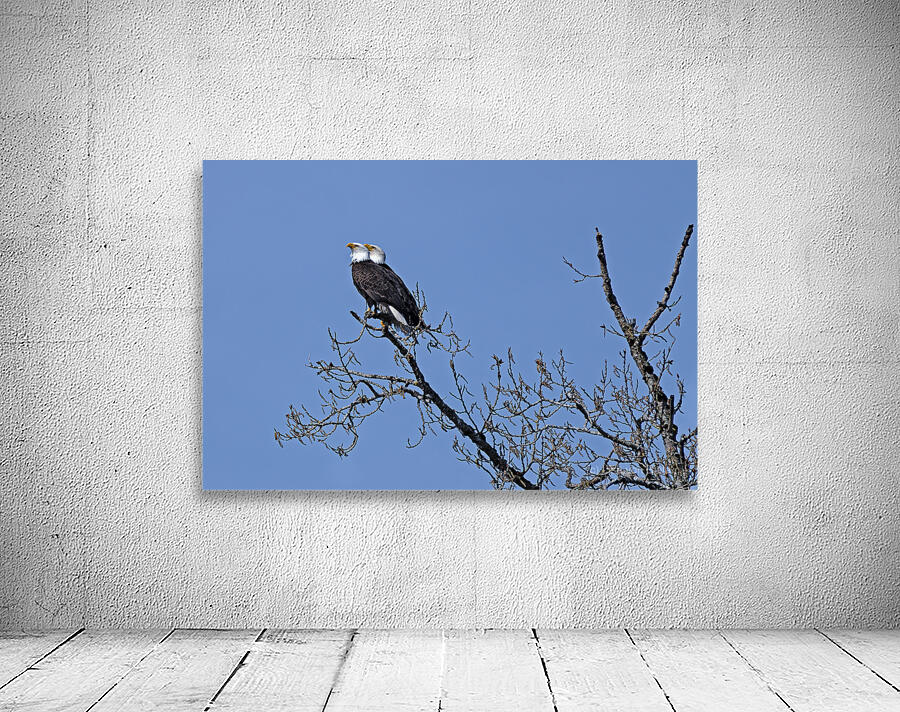 Bald Eagle Pair perfectly aligned Wall Preview