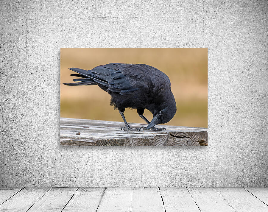 American Crow bending over for crumbs Wall Preview