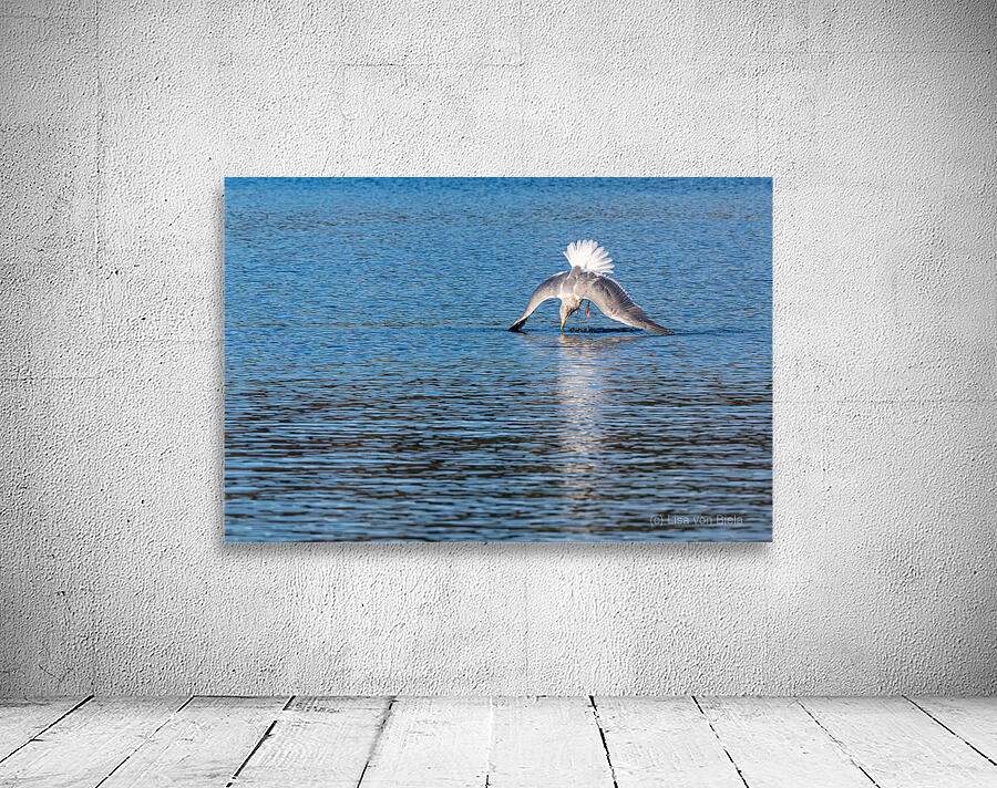 Gulls Dramatic Dive Wall Preview