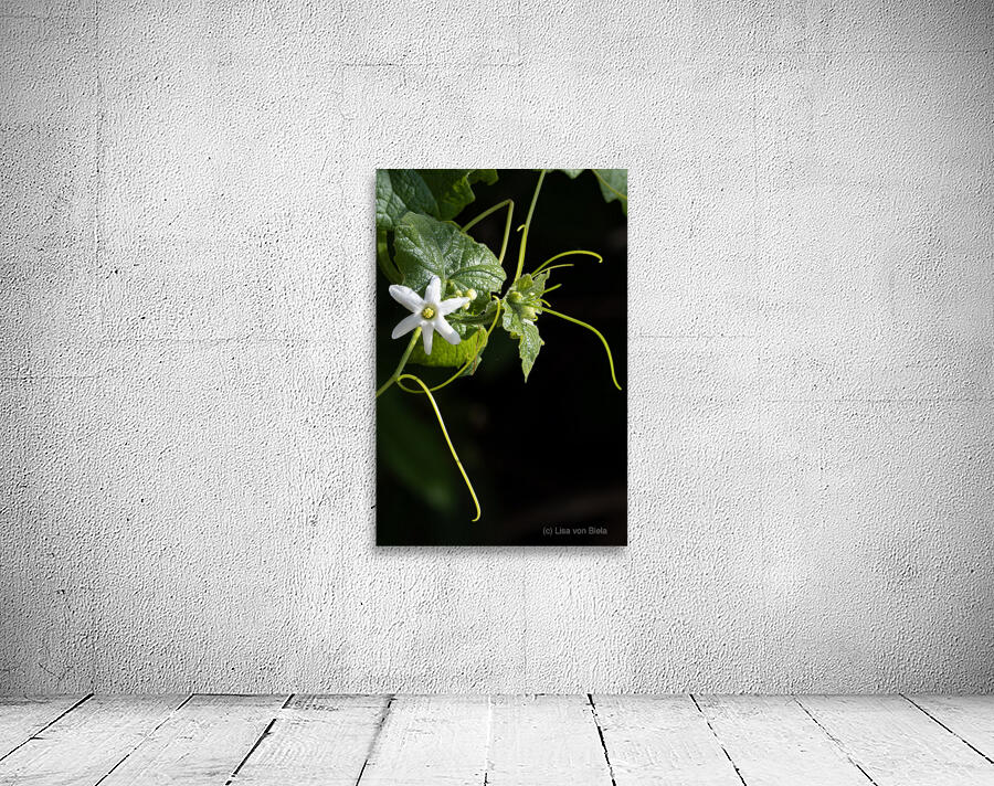 Wild cucumber Blossom close up Wall Preview