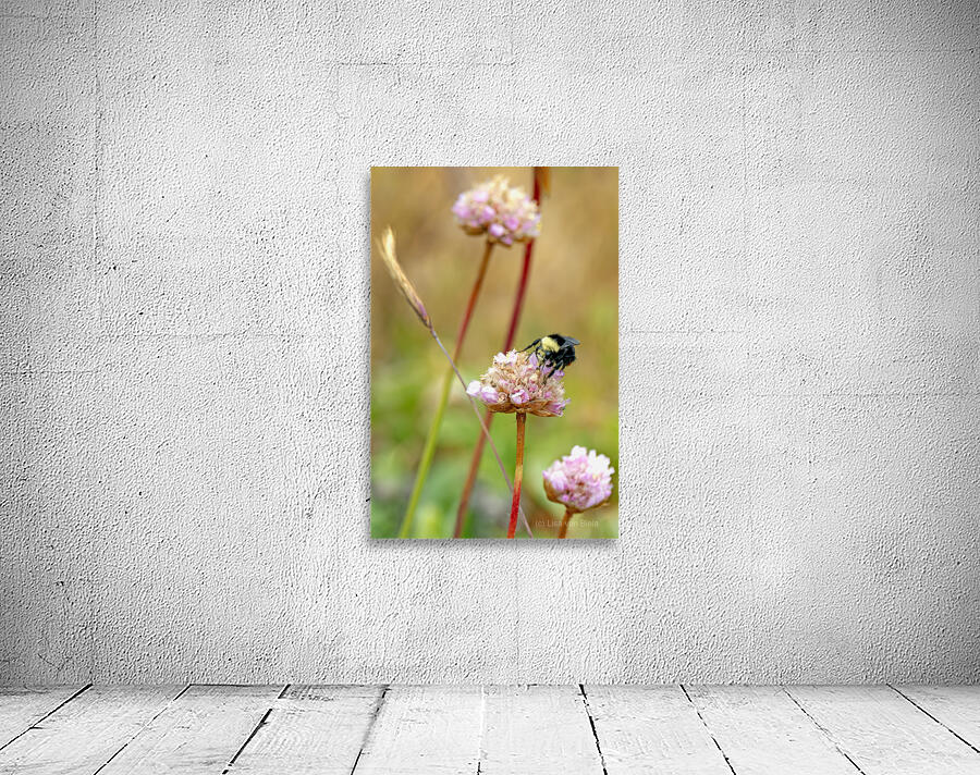 Bumblebee with pollen on head Wall Preview