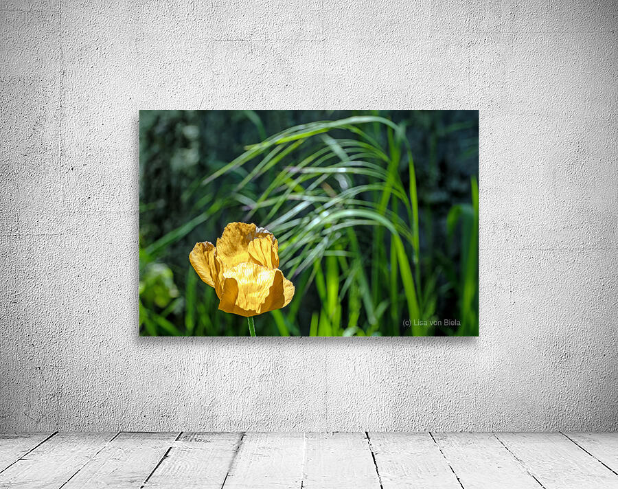 Backlit orange tulip Wall Preview