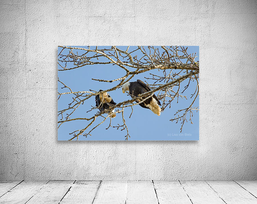 Bald Eagle pair looking into each others eyes Wall Preview