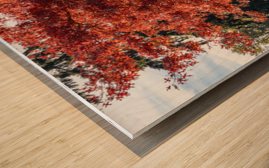 Backlit tree with fall foliage Wood print