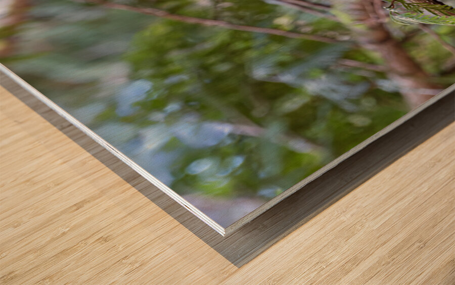 Barred Owl face forward perched in tree Wood print