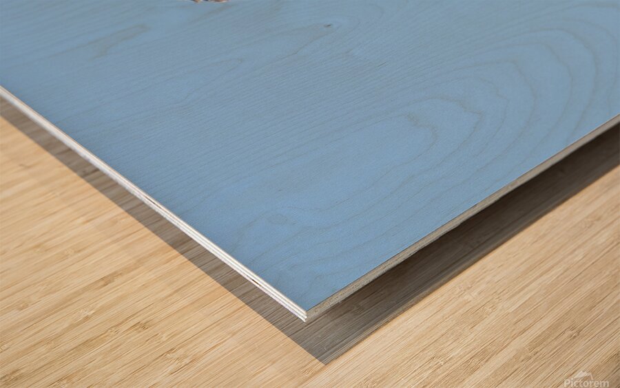 Perched hummingbird waving foot Wood print