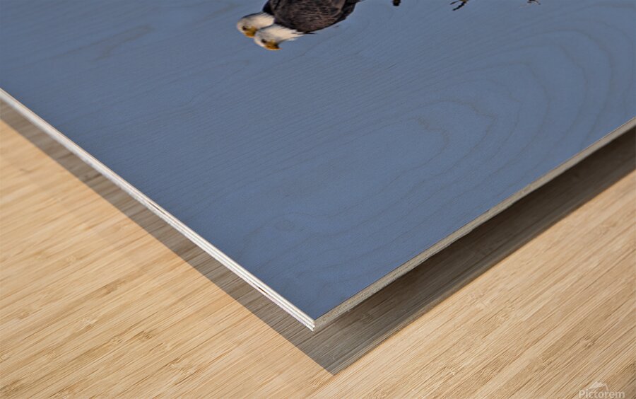 Bald Eagle Pair perfectly aligned Wood print