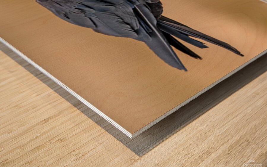 American Crow bending over for crumbs Wood print