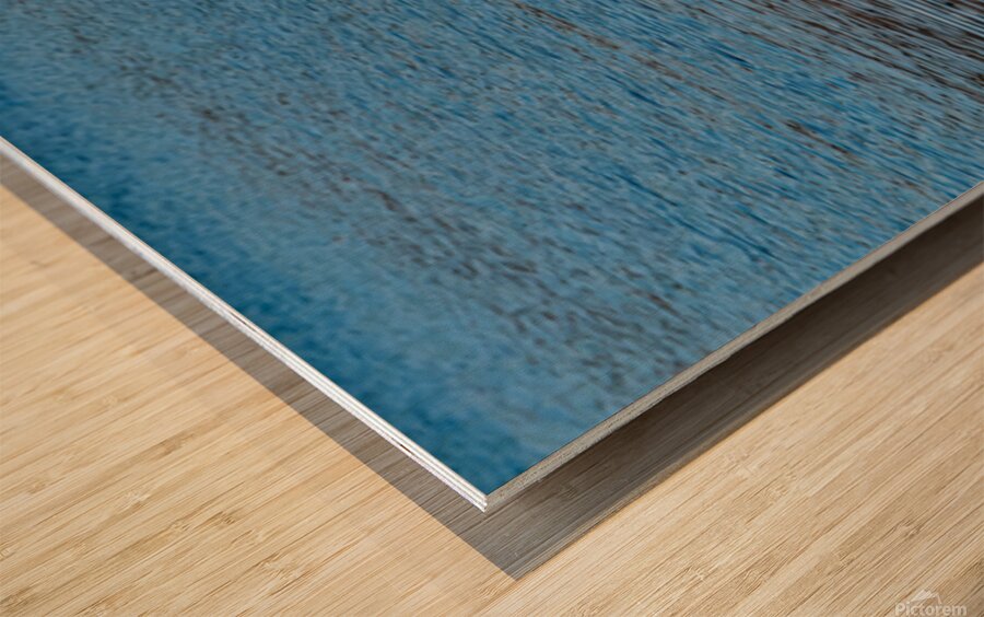 Gulls Dramatic Dive Wood print