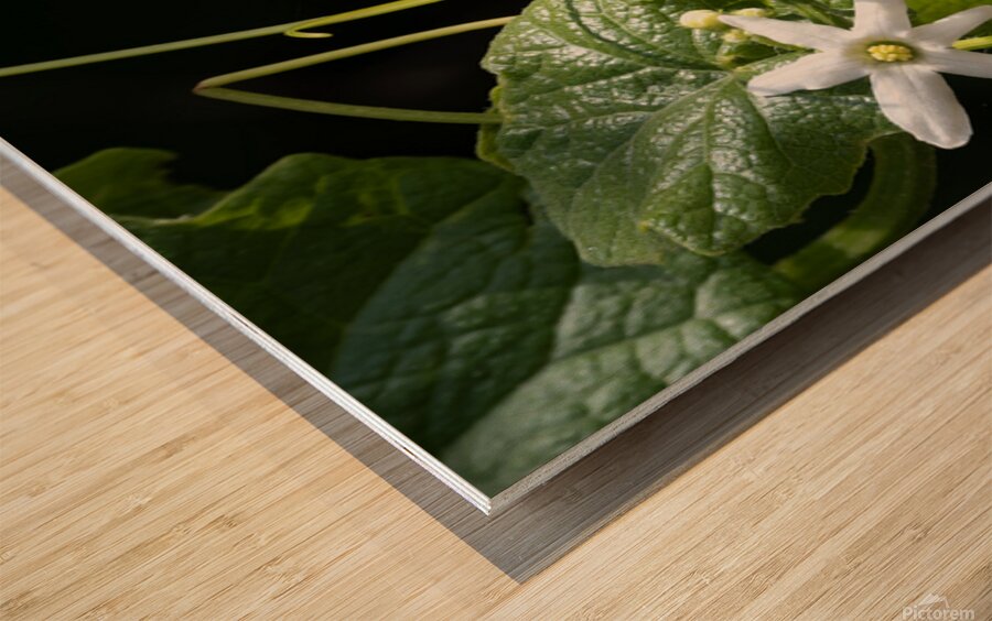 Wild cucumber Blossom close up Wood print