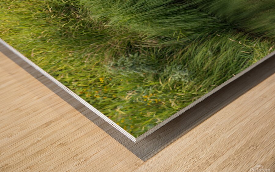 Dramatic green reflections of riverside plants Wood print