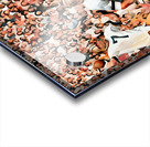 1971 Colorado vs. Oklahoma Football Art Acrylic print