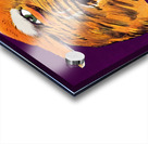 Vintage Northwestern Wildcat Art Acrylic print