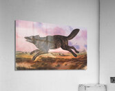 Black American Wolf Acrylic Print