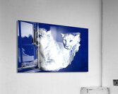 Early 1900s BYU Cougars Art Acrylic Print