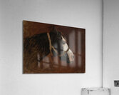 Profile Of A Horse by Jean Leon Gerome  Acrylic Print