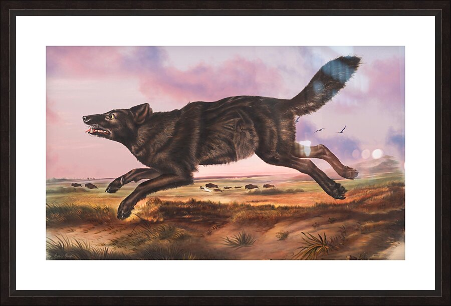 Black American Wolf Picture Frame print