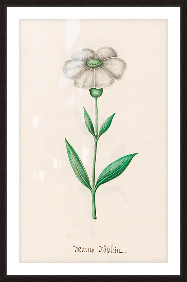 1692 Flower Art Picture Frame print