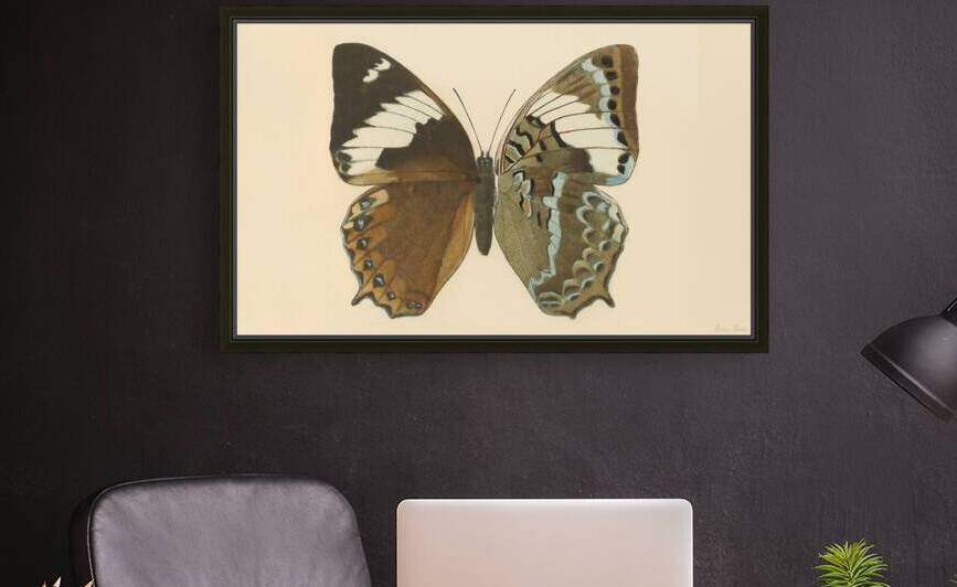 1800s Butterfly Art by Row One Brand