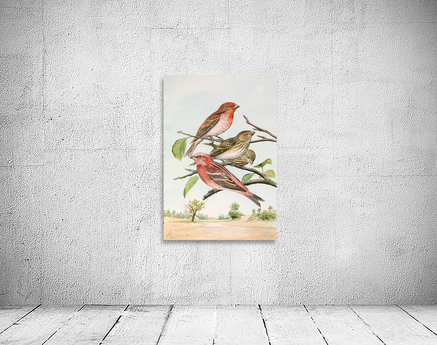 Carpodacus erythrinus  Wall Preview