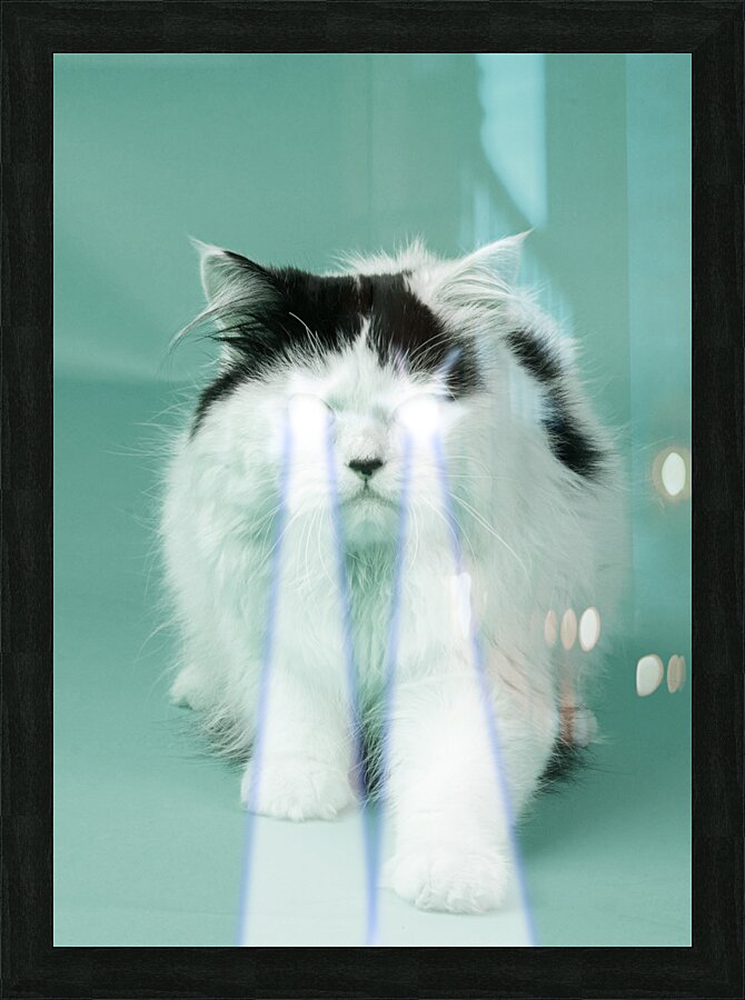 Lazer Beam Cat Picture Frame print