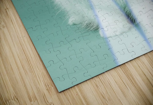 Lazer Beam Cat Kiyo Arts puzzle