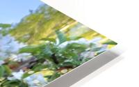 Blossom Bunch HD Metal print