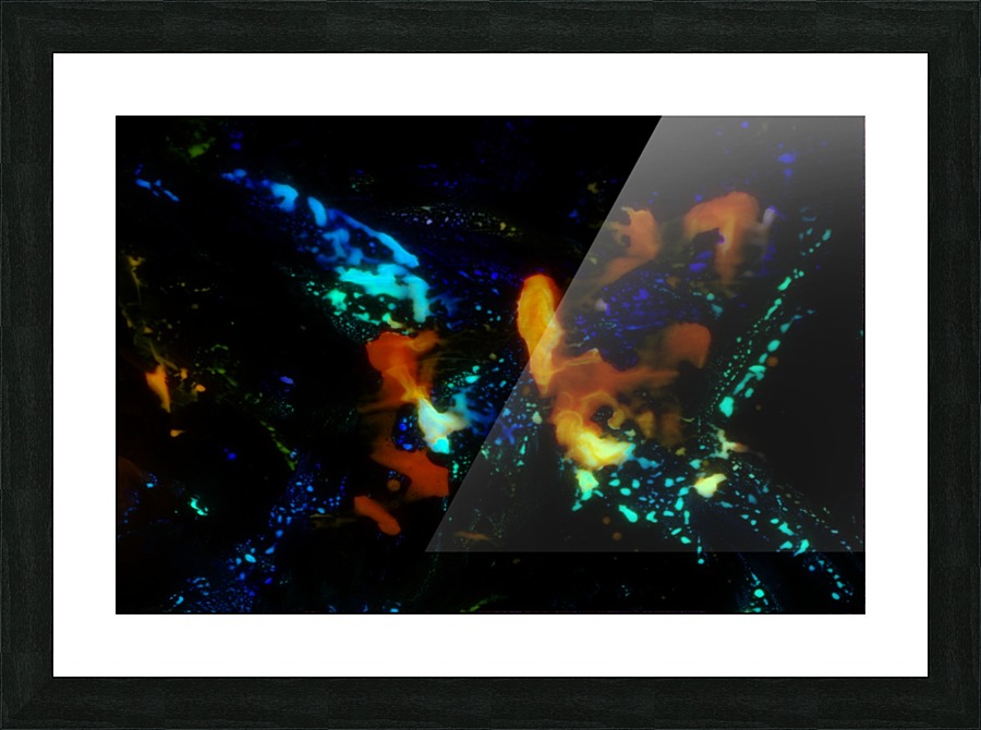 Butterfly 2 Picture Frame print
