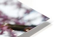 Blooming HD Metal print