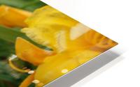Yellow Lilly HD Metal print