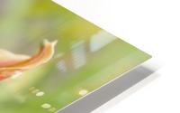 Peach Lilly HD Metal print