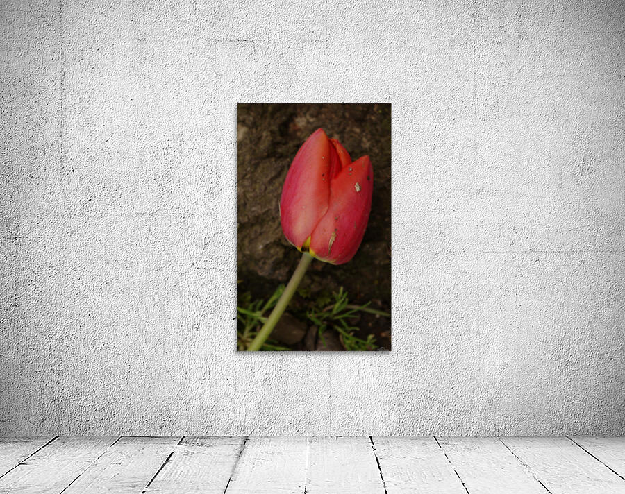 Fallen Beauty Wall Preview