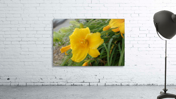 Yellow Lilly Wall Preview