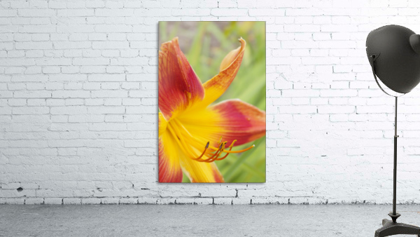 Peach Lilly Wall Preview