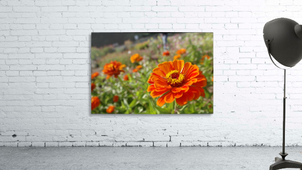 Sunset Wall Preview