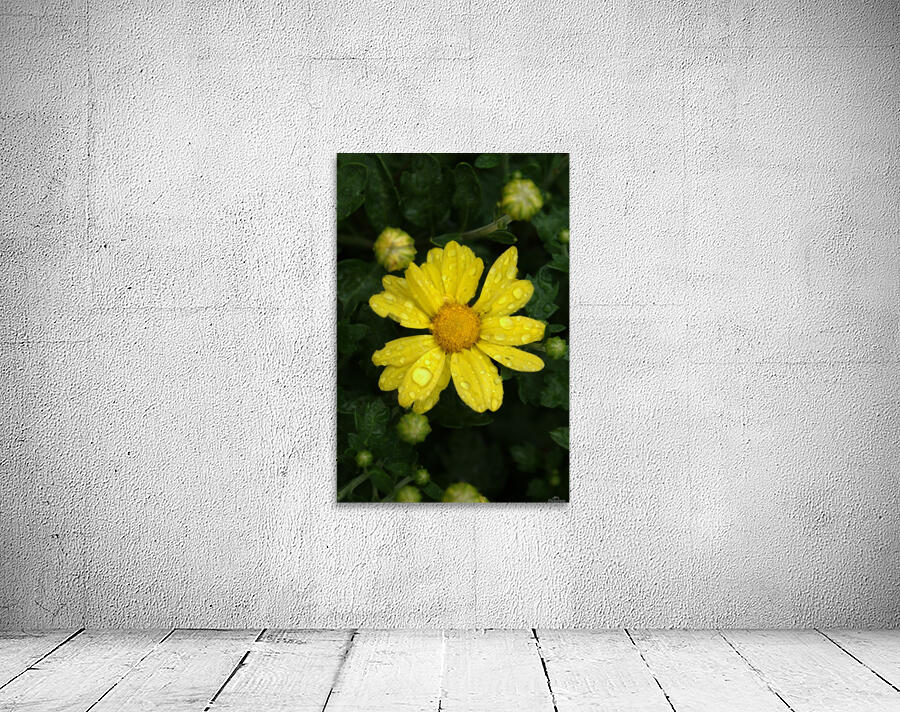 Yellow Dew Wall Preview