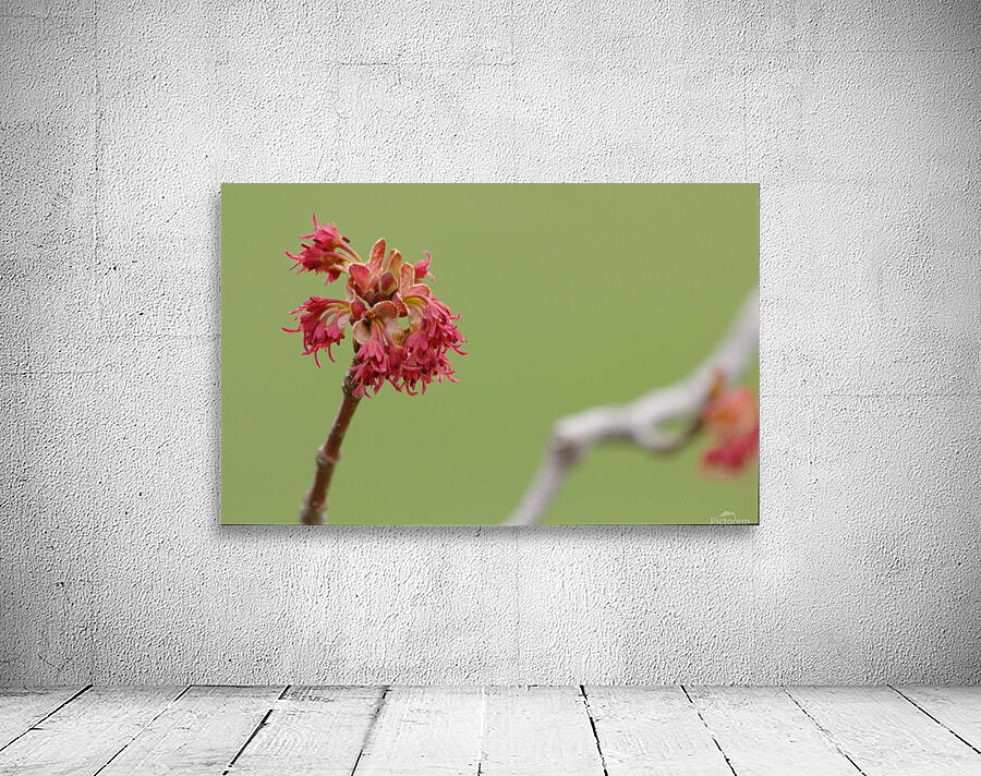 Blooming 2 Wall Preview