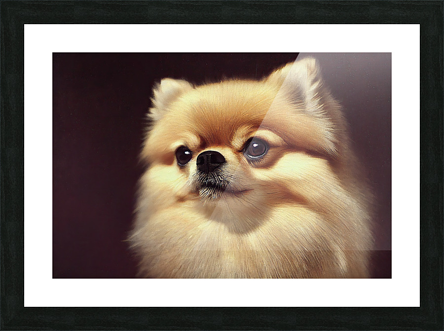 Pomeranian Picture Frame print