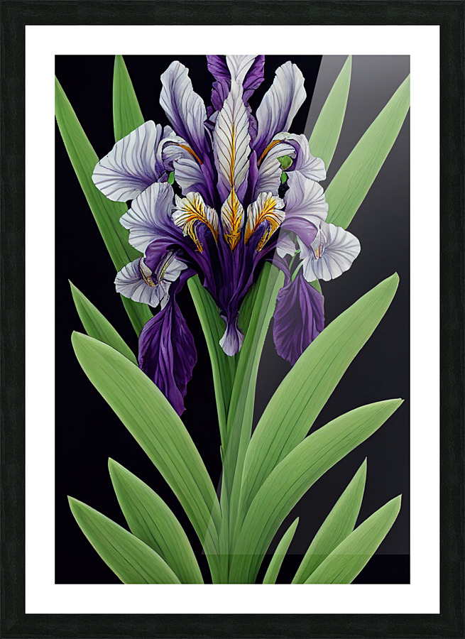 Fleur-De-Lis Iris Pseudacorus Picture Frame print