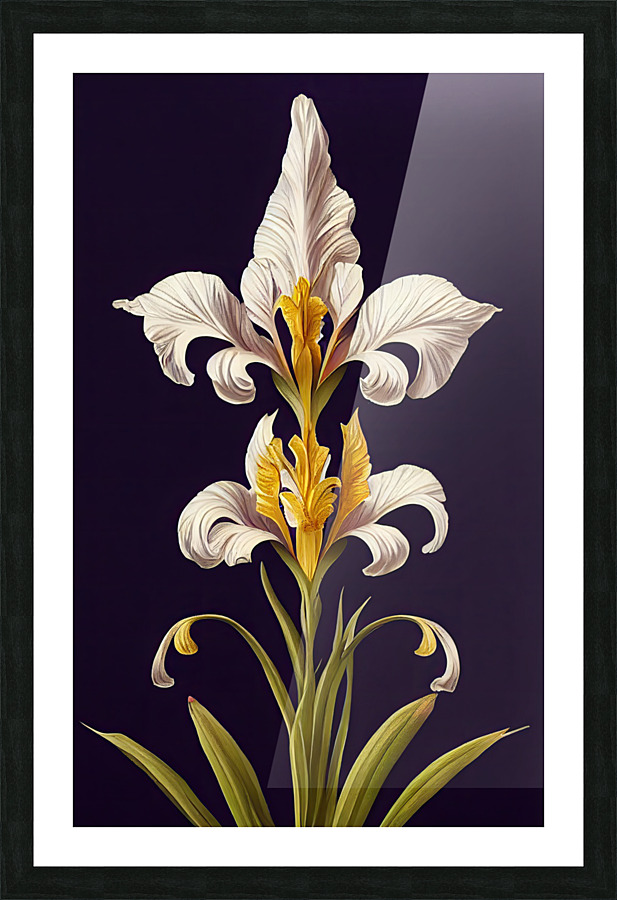 Fleur-De-Lis Iris Pseudacorus Picture Frame print